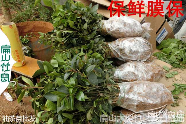 龍巖油茶苗打包服務
