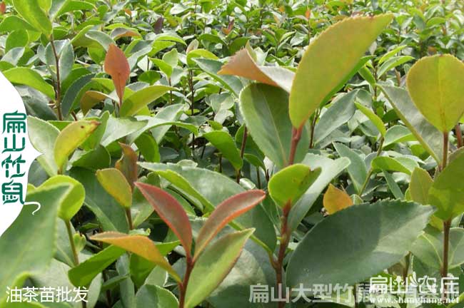 通山高產油茶合作社