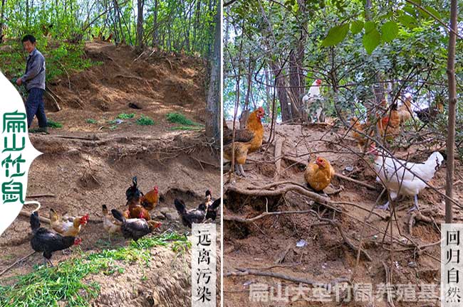 河北大中散養柴公雞基地 河北母雞基地