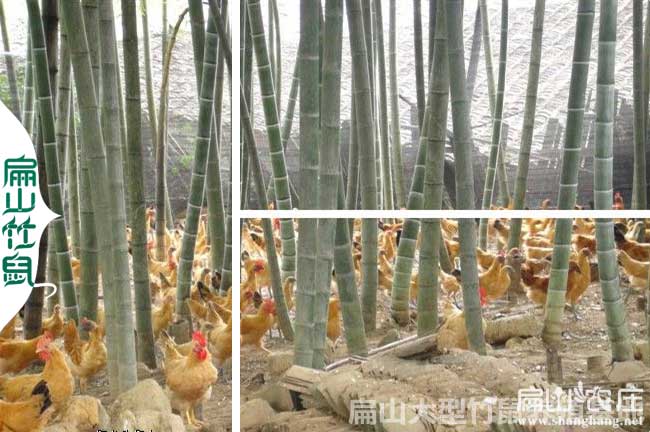林下土雞散養分類