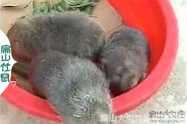 桂林竹鼠批發