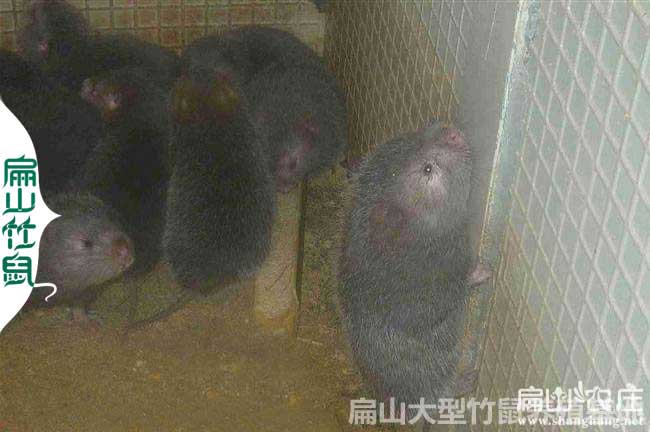 大化種苗批發