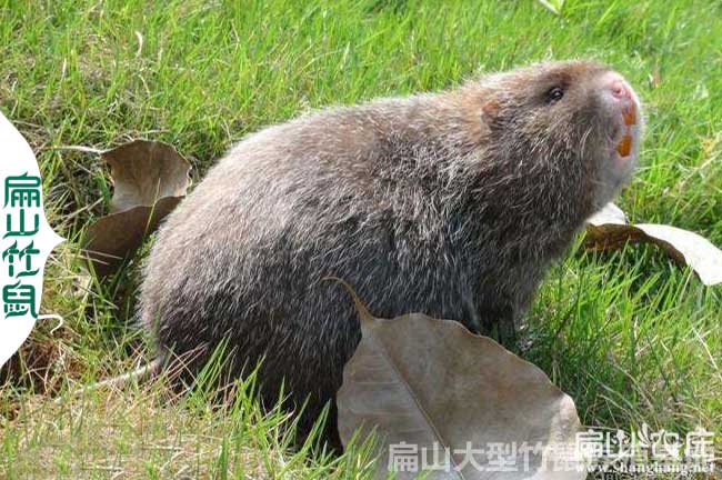 銅仁竹鼠種苗批發