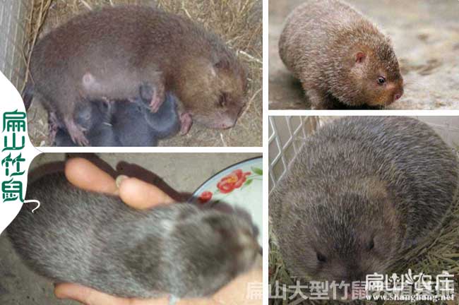 銅仁竹鼠聯盟