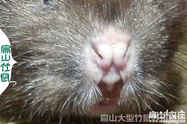 關嶺竹鼠種苗批發