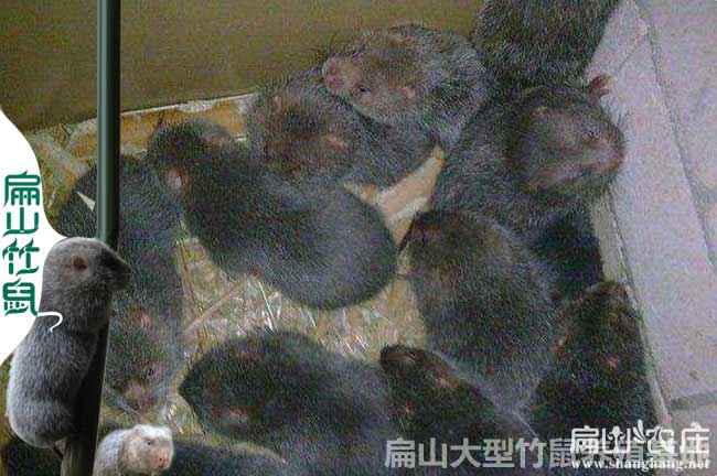 2024竹鼠種苗