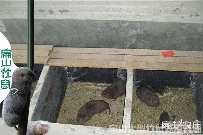 竹鼠養殖成本