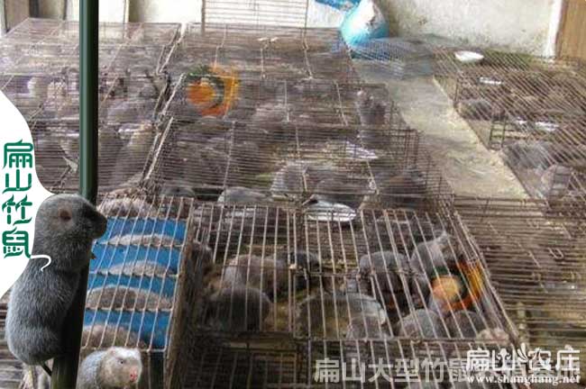 2010竹鼠批發