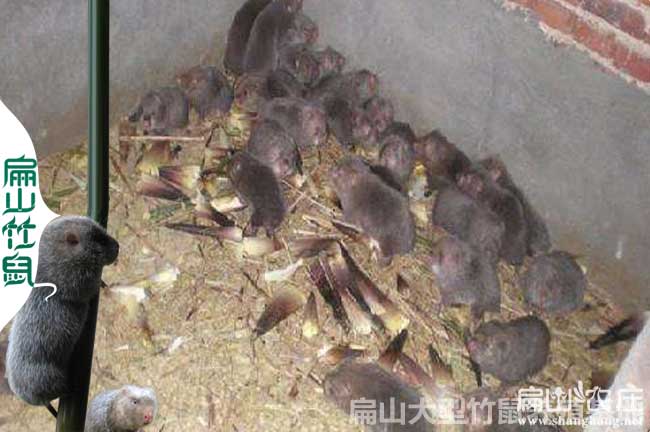長沙大中的竹鼠養殖基地