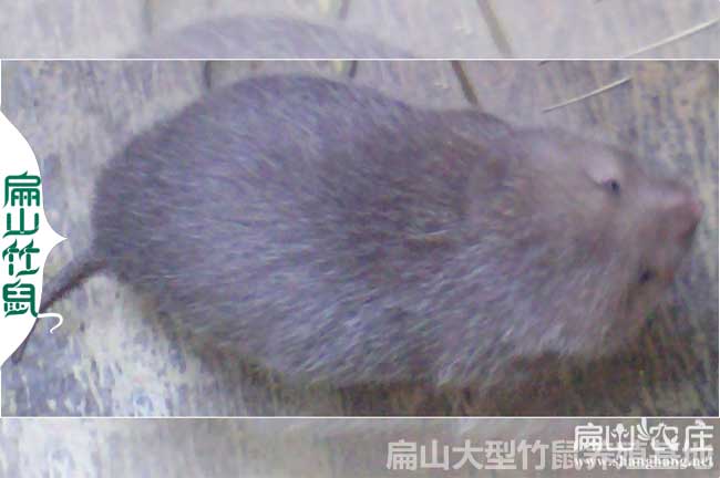 南寧的竹鼠種苗批發