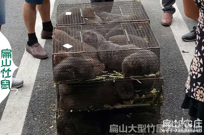 2024云南竹鼠養殖