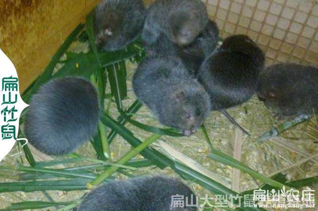 三穗竹鼠養殖