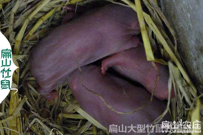陽朔大中的竹鼠批發