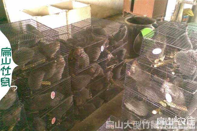 桂林竹鼠養殖發貨運輸