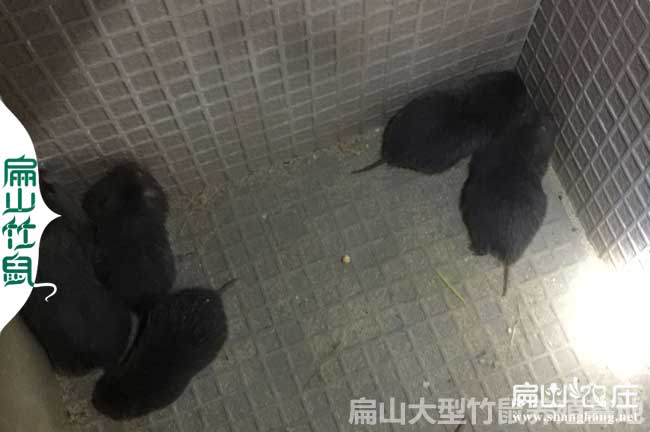 竹鼠養殖聯盟合作加盟 就近發貨竹鼠種苗特許聯盟商100對