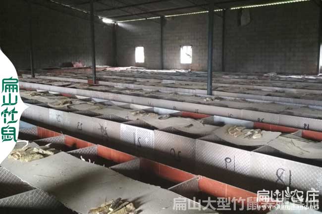 大型竹鼠養殖場
