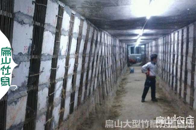 中國大中的銀星c紅頰竹鼠養殖基地