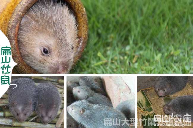 福建竹鼠繁殖基地