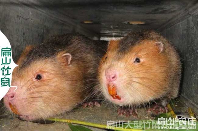 梧州紅頰竹鼠養殖基地 2024廣西種苗多少錢一只(一對1公2母)