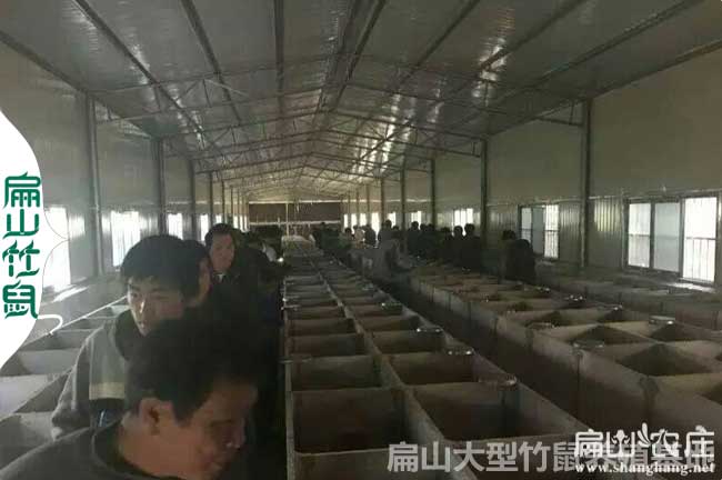 玉林大中竹鼠養殖基地