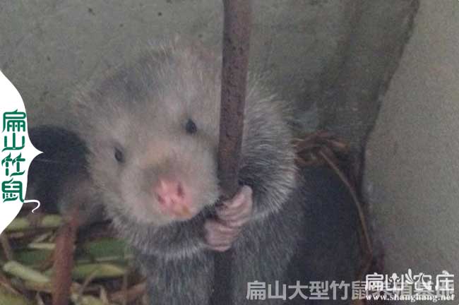關于運輸玉林竹鼠重要提示 