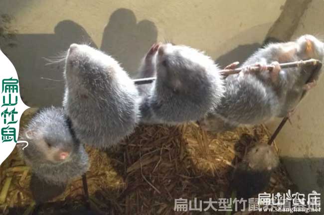 縣冊竹鼠養殖