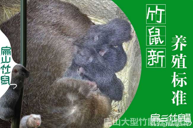 亨安竹鼠養殖