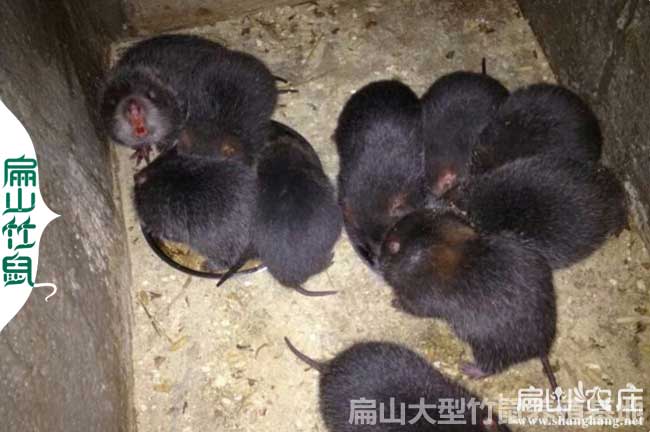 河池花兔竹鼠養殖