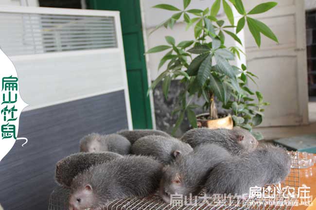 梁秋波竹鼠養殖基地
