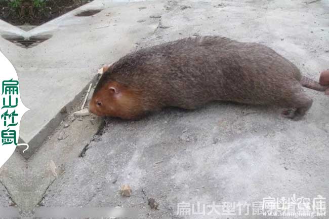 梁秋波電話手機竹鼠養殖