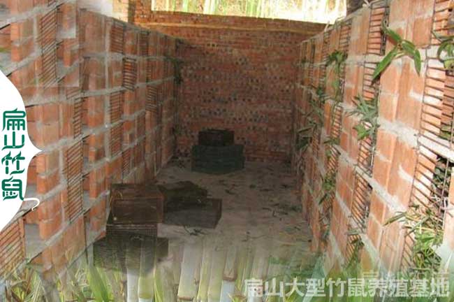 廣西立體養殖竹鼠梁秋波
