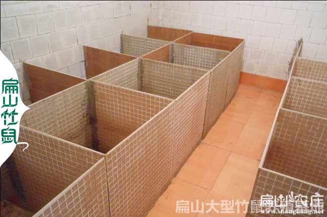四塘竹鼠種苗養殖