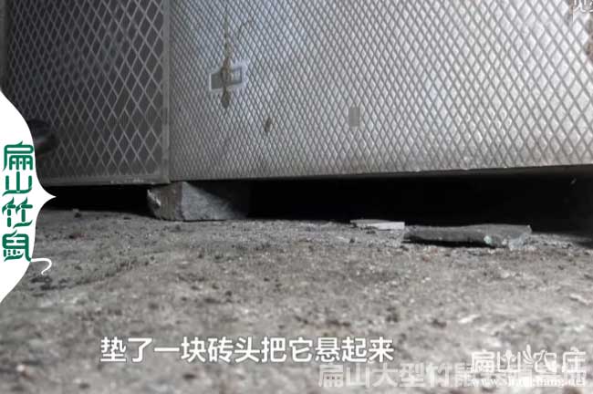 竹鼠養殖政府補貼