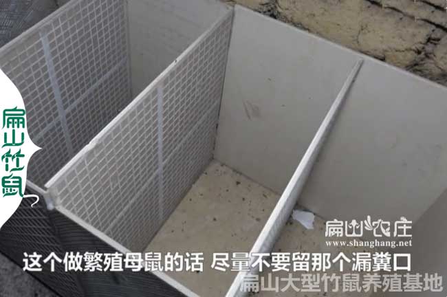 簡單竹鼠瓷磚養殖池