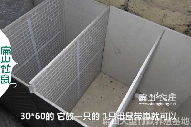 衡陽竹鼠養殖池子的建造