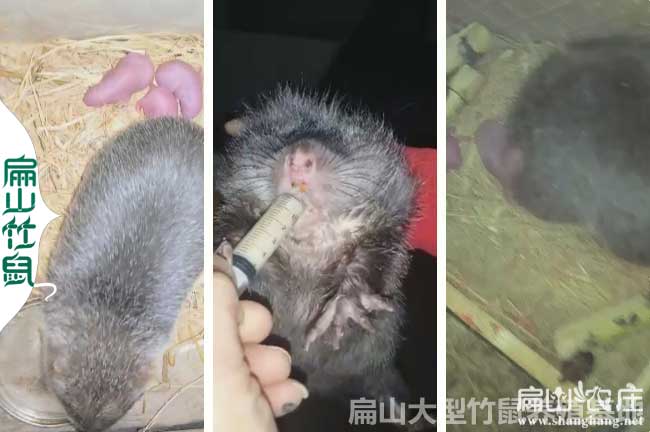 全州竹鼠種苗批發