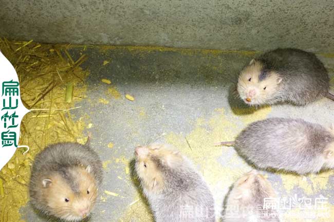 梧州肉兔竹鼠種養殖基地