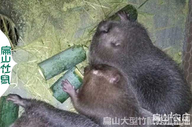 綿陽竹鼠養殖基地 種苗2024合作社加盟培訓398元/對 100對