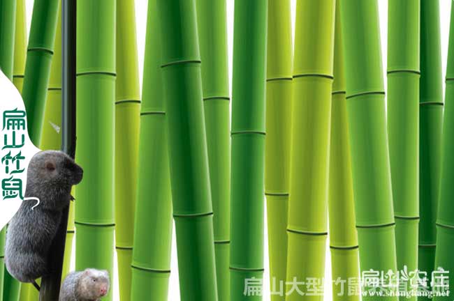 炎陵竹鼠種苗批發