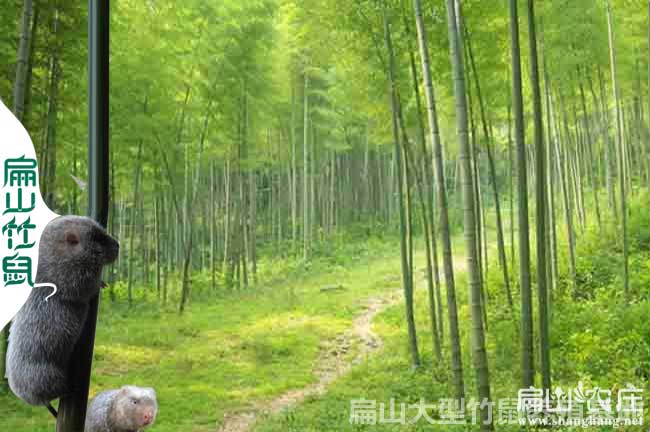 廣西竹鼠養殖