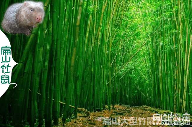 尤溪竹鼠養殖場