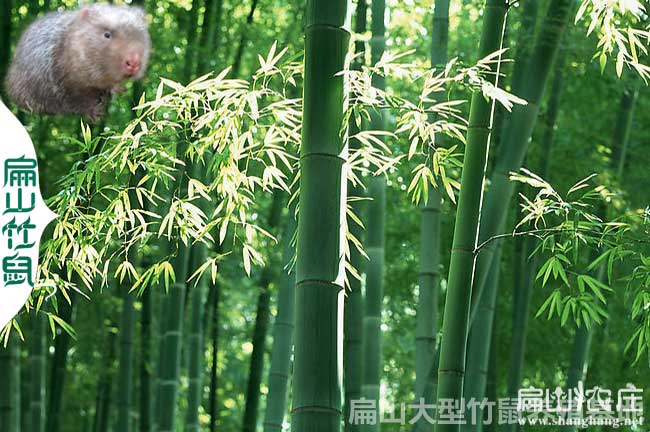 陽朔竹鼠合作社