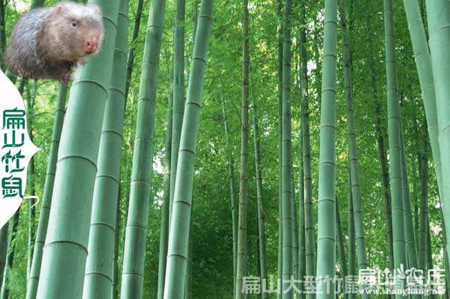 梧州紅頰竹鼠養殖基地 2024廣西種苗多少錢一只(一對1公2母)