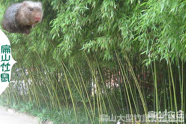 廣西梁秋波竹鼠養殖
