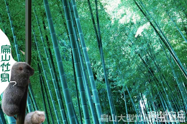 80對欽州靈山紅頰竹鼠養殖基地 廣西白毛竹鼠種苗場890元