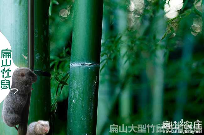 鐘山大中的竹鼠養殖合作社