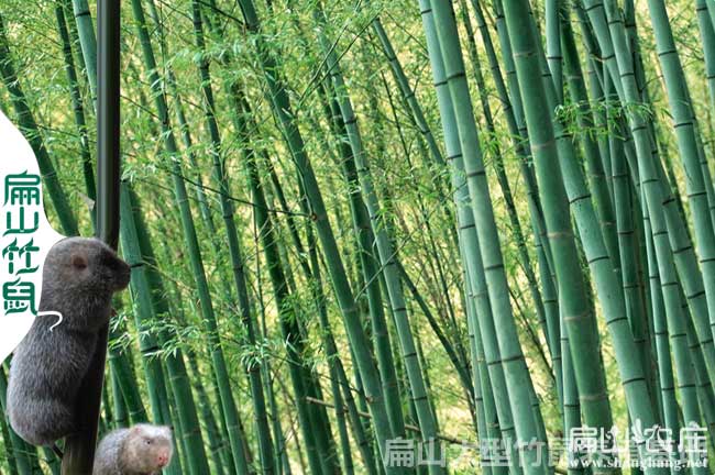廣西梁秋波養竹鼠