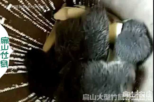 常寧竹鼠種苗批發價價