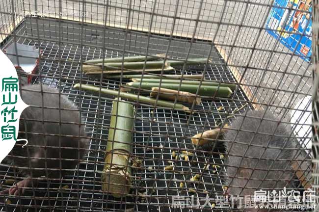 橫縣花兔竹鼠養殖