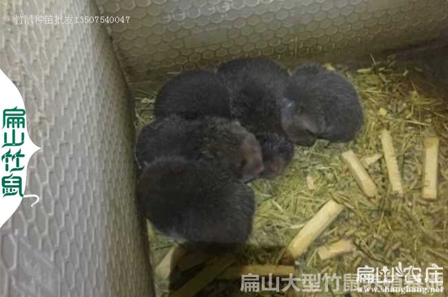 吉林銀星c紅頰竹鼠養殖基地 吉林銀星c紅頰竹鼠養殖基地